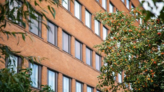 Bild på husfasad, mycket grönska