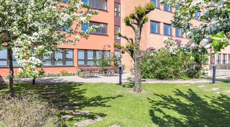 Grönytor – livliga oaser i stadsmiljön